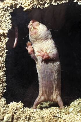 IMAGO Nature: Unsere Erde: Tierwelt: Hässliche Tiere Nacktmull (Heterocephalus glaber), aufgerichtet Naked mole-rat, sand puppy (Heterocephalus glaber), upright BLWS156144