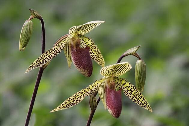 IMAGO Nature: Unsere Erde: Pflanzenwelt: Gepunktete Pflanzen Venusschuh, Hybride (Paphiopedilum spec.), Blueten Paphiopedilum hybrid (Paphiopedilum spec.), flowers, NRW BLWS187473