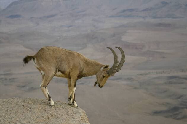 Syrische Steinbock, Nubischer Steinbock (Capra nubiana, Capra ibex nubiana), Maennchen blickt von Felsvorsprung in die Tiefe, Israel, Negev-Wueste, Maktesh Ramon Nubian ibex (Capra nubiana, Capra ibex nubiana), male looking into the depth from a rock spur, Israel, Negev-Wueste, Maktesh Ramon BLWS225598