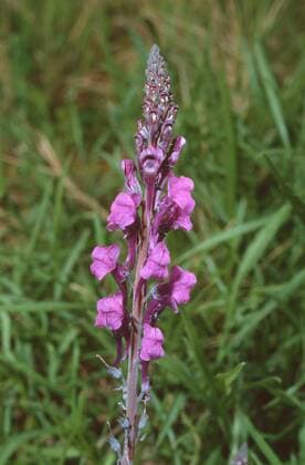 Purpurrotes Leinkraut (Linaria purpurea), Bluetenstand perennial snapdragon (Linaria purpurea), inflorescence BLWS226287
