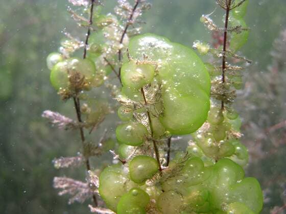 Gruenes Gallert-Kugeltierchen (Ophrydium versatile), mehrere Gallertkugeln an Tausendblatt, Deutschland, Bayern, Langbuergner See Ophrydium versatile (Ophrydium versatile), several green jelly balls at a water-milfoil, Germany, Bavaria, Langbuergner See BLWS233396