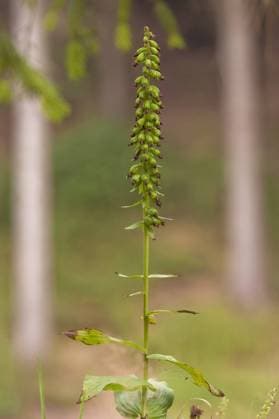 Breitblaettrige Stendelwurz, Breitblaettrige Staendelwurz, Breitblaettrige Sumpfwurz (Epipactis helleborine), verbluehtes Exemplar, Deutschland, Rheinland-Pfalz Broad-leaved helleborine, Eastern helleborine (Epipactis helleborine), withered individual, Germany, Rhineland-Palatinate BLWS238176