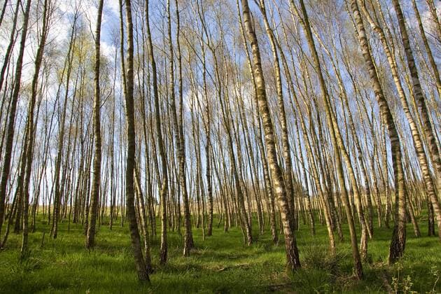 Moorbirke, Moor-Birke (Betula pubescens), Birkenbruch im Fruehjahr, Deutschland downy birch (Betula pubescens), birch mire in spring, Germany BLWS238789