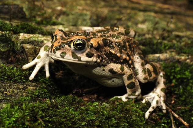 Wechselkroete, Gruene Kroete (Bufo viridis), sitzt im Moos, Griechenland, Peloponnes, Mani green toad or variegated toad (Bufo viridis), sitting on moss, Greece, Peloponnes, Mani BLWS239308