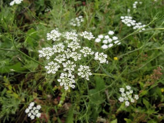 Grosse Knorpelmoehre (Ammi majus), bluehend, Kanaren, Gomera bullwort, toothpick ammi, Bishop s flower (Ammi majus), blooming, Canary Islands, Gomera BLWS248311