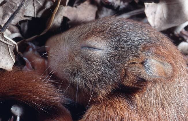 Europaeisches Eichhoernchen, Eurasisches Eichhoernchen (Sciurus spec.), ca. 3 Wochen alt. tree squirrels (Sciurus spec.), about 3 weeks old BLW009478