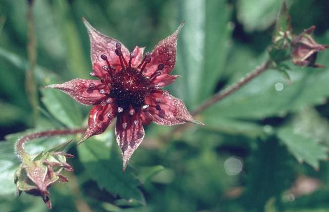 Sumpf-Blutauge (Potentilla palustris), Bluete. marsh cinquefoil, marsh five-finger, purple cinquefoil (Potentilla palustris), blossom. BLW011208