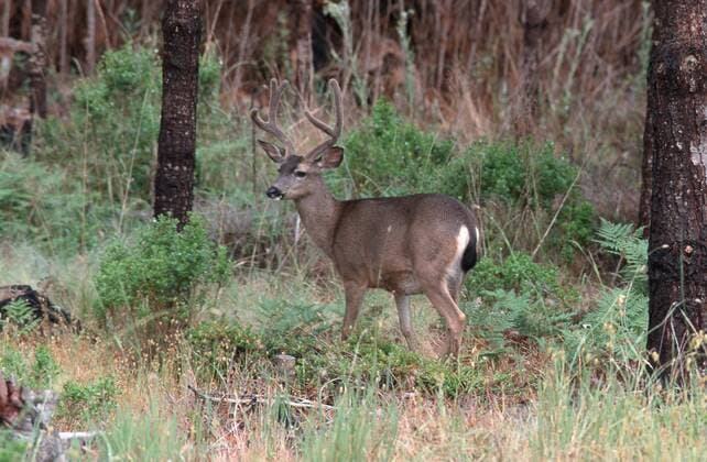 Schwarzwedelhirsch, Maultierhirsch (Odocoileus hemionus), Maennchen, Kalifornien. mule deer, black-tailed deer (Odocoileus hemionus), male. BLW022230
