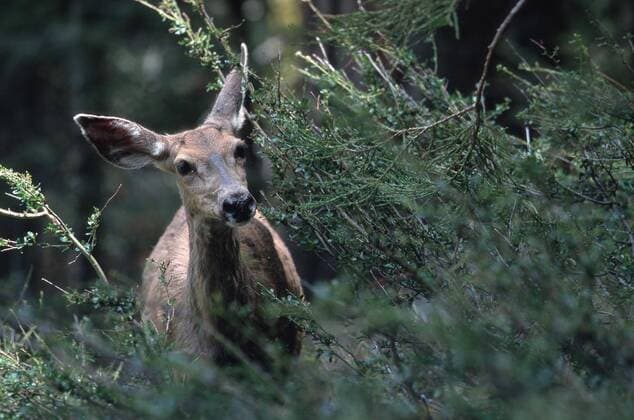 Schwarzwedelhirsch, Maultierhirsch (Odocoileus hemionus), Weibchen, Kalifornien. mule deer, black-tailed deer (Odocoileus hemionus), female. BLW022231