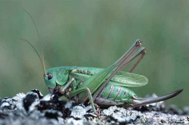 Warzenbeisser (Decticus verrucivorus), Weibchen, Schweden. wart-biter, wart-biter bushcricket (Decticus verrucivorus), female. BLW022388
