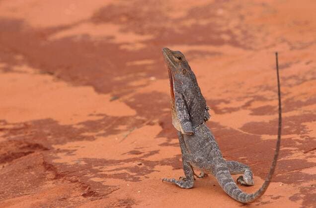 IMAGO Nature: Unsere Erde: Tierwelt: Hässliche Tiere Kragenechse, Kragen-Echse (Chlamydosaurus kingi, Chlamydosaurus kingii), auf Hinterbeinen aufgerichtet, Australien, Westaustralien frilled lizard, Australian frilled lizard, frill-necked lizard (Chlamydosaurus kingi, Chlamydosaurus kingii), standing on backlegs, Australia, Western Australia BLW031968
