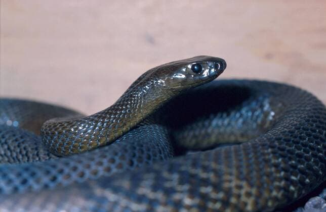 Inland-Taipan, Schreckens-Schlange, Inlandstaipan, Schreckensschlange (Oxyuranus microlepidotus), giftigste Landschlange der Welt fierce snake (Oxyuranus microlepidotus), most venomous snake of the world BLW032638
