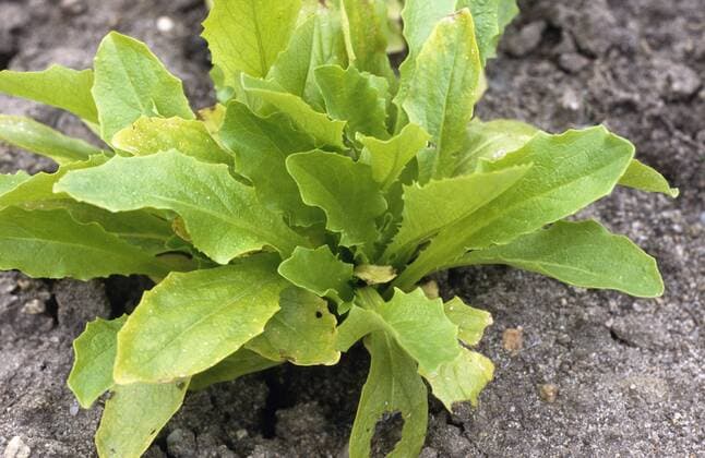 Kompass-Lattich (Lactuca serriola), Habitus. prickly lettuce (Lactuca serriola), habit. BLW040912
