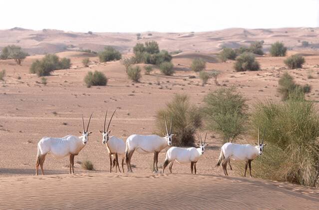 Weisser Oryx, Arabischer Spiessbock, Arabische Oryxantilope (Oryx leucoryx), Herde Arabian oryx (Oryx leucoryx), herd BLW041745