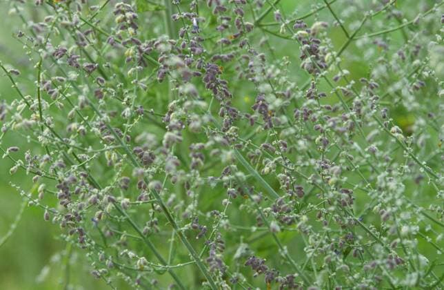 Silber-Perowskie, Silberperowskie (Perovskia atriplicifolia), bluehend Russian sage (Perovskia atriplicifolia), blooming BLW044788