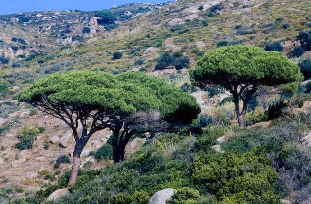 Pinie (Pinus pinea), Einzelbaeume in Macchie umbrella pine (Pinus pinea), single trees in macchia BLW045088