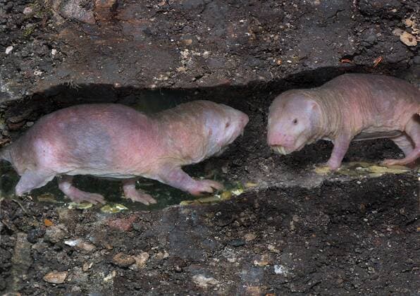 IMAGO Nature: Unsere Erde: Tierwelt: Hässliche Tiere Nacktmull, Nackt-Mull (Heterocephalus glaber) naked mole-rat, sand puppy (Heterocephalus glaber) BLWS006435