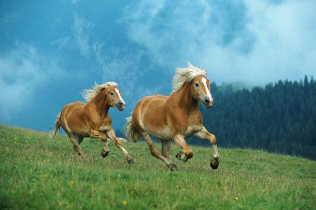 Haflinger (Equus przewalskii f. caballus), laufende Junghengste auf der Alm, Oesterreich, Ebbs Haflinger horse (Equus przewalskii f. caballus), running stallions on alpine pasture, Austria, Ebbs BLWS008087
