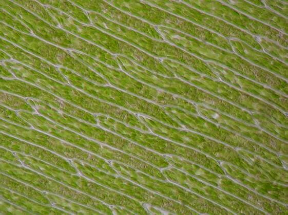 Quellmoos, Quell-Moos, Gemeines Quellmoos, Gewoehliches Quellmoos, Brunnenmoos, Brunnen-Moos (Fontinalis antipyretica), im Schieflicht, Durchlicht, Blattausschnitt Common Water Moss (Fontinalis antipyretica), in shining-through light, cutout off leaf BLWS035338