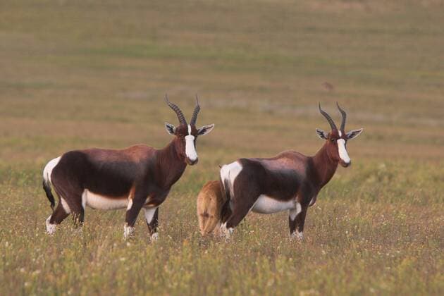 Buntbock (Damaliscus dorcas), Paar, Suedafrika, Bontebok NP Bontebok (Damaliscus dorcas), pair, South Africa, Bontebok NP BLWS036184