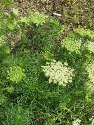 Zahnstocher-Ammei, Zahnstocherkraut, Khella, Bischofskraut, Echte Knorpelmoehre (Ammi visnaga), bluehend, die trockenen Doldenstrahlen werden als Zahnstocher benutzt greater ammi, Pick Tooth (Ammi visnaga), blooming, the dried umbel rays was used as toothpick BLWS037408