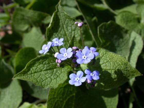 Grossblaettriges Kaukasus-Vergissmeinnicht (Brunnera macrophylla), bluehend heartleaf brunnera, Siberian bugloss (Brunnera macrophylla), blooming BLWS042920