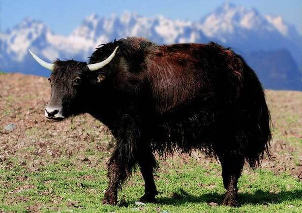 Yak (Bos grunniens, Bos mutus), steht auf einer Wiese yak (Bos grunniens, Bos mutus), staying at a meadow BLWS010578