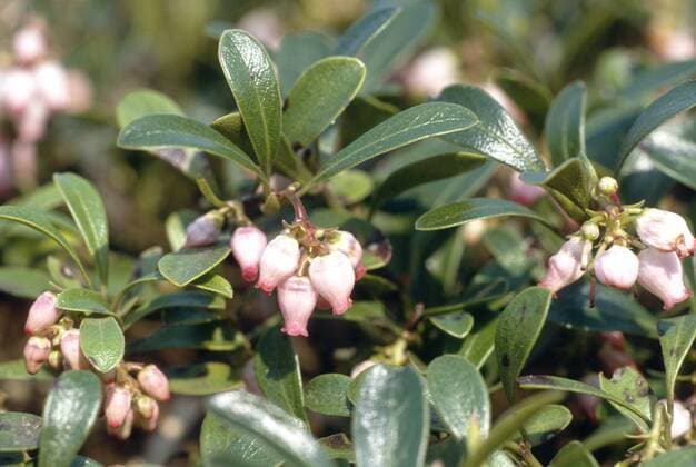 IMAGO Nature: Unsere Erde, Pflanzen, Seltene Pflanzen Echte Baerentraube, Immergruene Baerentraube (Arctostaphylos uva-ursi), bluehend bearberry (Arctostaphylos uva-ursi), blooming BLWS022932