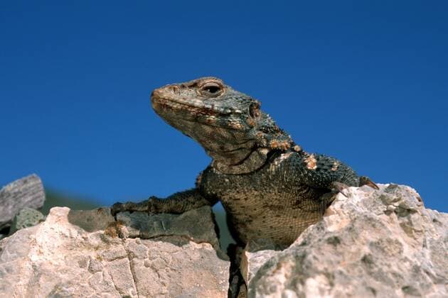 IMAGO Nature: Unsere Erde, Naturschutz, Naturschutzgebiete in Asien Kaukasusagame, Kaukasus-Agame (Agama caucasica, Stellio caucasica, Laudakia caucasica), Portraet, Iran, Teheran, Laar Nationalpark northern rock agama, Caucasian agama (Agama caucasica, Stellio caucasica, Laudakia caucasica), portrait, Iran, Teheran, Laar Nationalpark BLWS074490