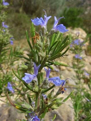 Rosmarin (Rosmarinus officinalis), bluehend, Spanien, Balearen, Mallorca rosemary (Rosmarinus officinalis), blooming, Spain, Balearen, Majorca BLWS080911