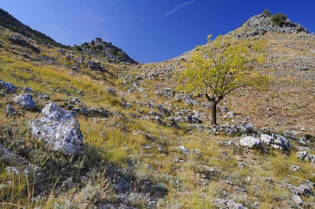 Berghang mit Magerrase, Geroell, und herbstlich gefaerbtem einzelnem Baum, Montenegro, Skutarisee mountain slope with rough meadow, bolders and a single tree in autumn colouration, Montenegro, Lake Skutari BLWS265048