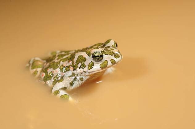 Wechselkroete, Gruene Kroete (Bufo viridis), sitzt in einer Pfuetze, Kroatien, Dalmatien, Naturpark Vrana See green toad or variegated toad (Bufo viridis), sitting in a puddle, Croatia, Dalmatien, Naturpark Vrana See BLWS265949