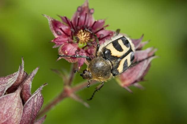 Gebaenderter Pinselkaefer, Pinselkaefer (Trichius fasciatus), Bluetenbesuch auf Sumpf-Blutauge, Deutschland bee chafer, bee beetle (Trichius fasciatus), sitting on purple cinquefoil, Germany BLWS267137