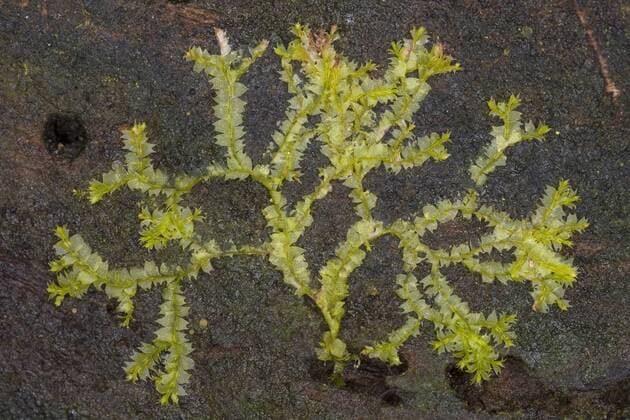 IMAGO Nature: Unsere Erde: Pflanzenwelt: Bedrohte Arten Zweizaehniges Kammkelchmoos, Zweizahn-Kammkelchmoos, Kamm-Kelchmoos (Lophocolea bidentata, Lophocolea cuspidata, Jungermannia bidentata), Deutschland liverwort (Lophocolea bidentata, Lophocolea cuspidata, Jungermannia bidentata), Germany BLWS271705