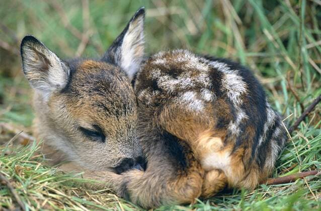 Reh (Capreolus capreolus), schlafendes Kitz, liegt eingerollt im Gras, Deutschland, Schleswig-Holstein. roe deer (Capreolus capreolus), sleeping fawn, lying in grass, rolled up. BLW034344
