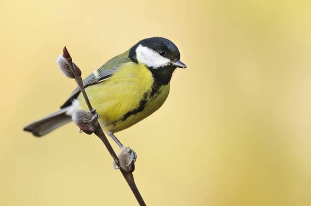 Kohlmeise (Parus major), Great Tit, an der Winterfütterung - McPHOTOx xWillixRolfes