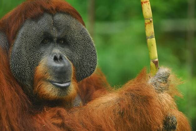 Malaysia Sabah Borneo. Orang-Utan - Sabah National Park Dina Safitri HBL