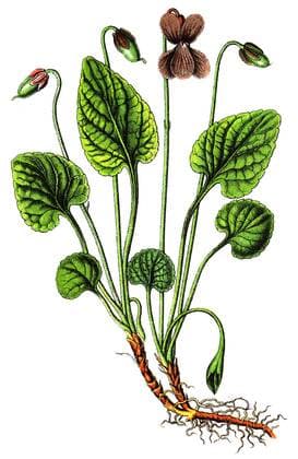 IMAGO Nature: Unsere Erde, Pflanzen: Bedrohte Planzenarten in Deutschland  Moorveilchen (Viola uliginosa), Heil- und Nutzpflanzen, Chromolithographie, 1880 iblsce02073880