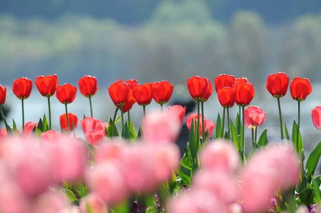Rote und rosa Tulpen