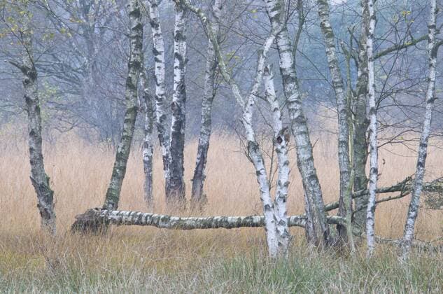  Moorbirken (Betula pubescens), Tausendschrittmoor, Haren, Emsland, Niedersachsen, Deutschland, Europa iblenh02073128