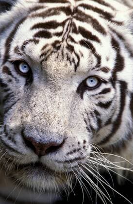 IMAGO Nature: Unsere Erde, Tiere, Gestreifte Tierarten WHITE TIGER panthera tigris, HEAD CLOSE-UP OF ADULT