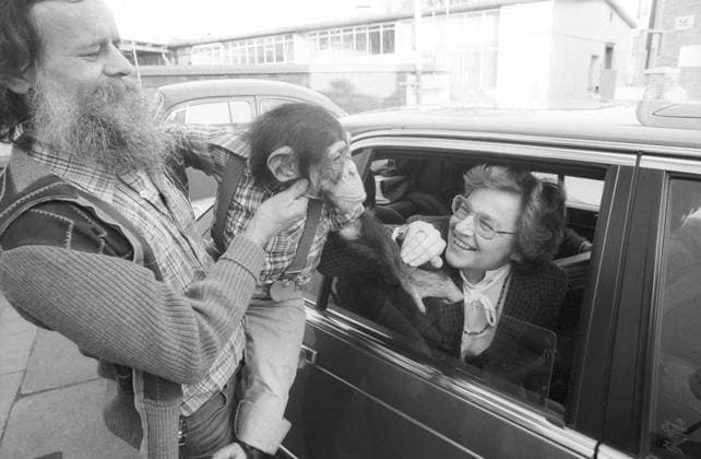 Dorothee Wilms (Politikerin) 02 83 stroe Dorothee Wilms mit Schimpanse Woody am 23. Februar 1983 in Bielefeld Deutschland deutsch Deutsche Frau Politik Politikerin CDU Partei Bundesministerin Ministerin Bundesbildungsministerin Bildungsministerin Wahlkampfbesuch Tier Affe german female politician quer Auto sitzend streichelnd streicheln lachen lachend sw