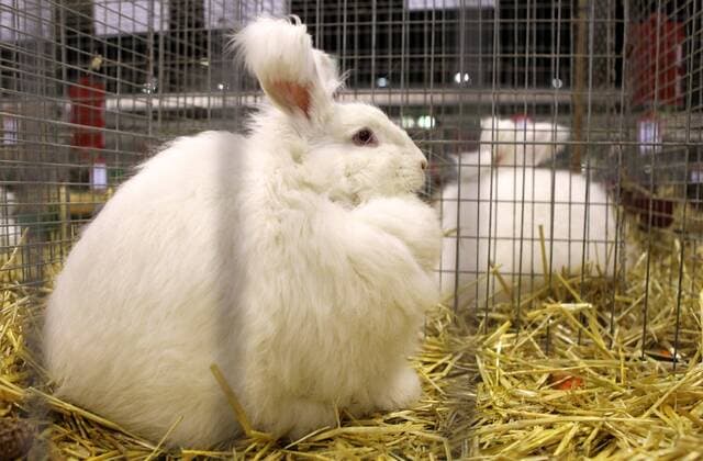 Rassekaninchenausstellung Erfurt Erfurt , 101211 , Messe Erfurt , 30. Bundes-Kaninchenschau Zuchtausstellung im Bild: Angorakaninchen Angora