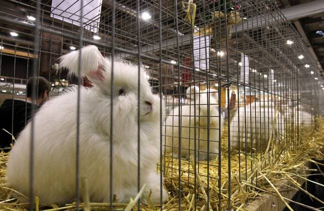 Rassekaninchenausstellung Erfurt Erfurt , 101211 , Messe Erfurt , 30. Bundes-Kaninchenschau Zuchtausstellung im Bild: Angorakaninchen Angora