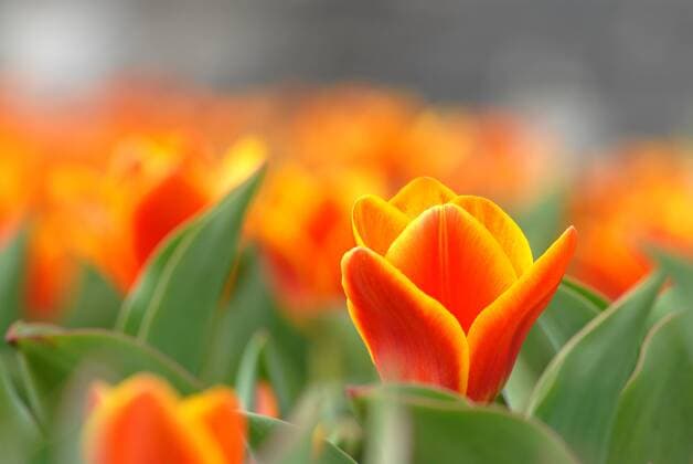 Orangefarbene Tulpen
