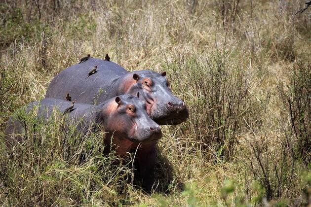 Hippopotamus amphibius (Hippopotamus), Serengeti Nationalpark, Tansania iv_003_5731
