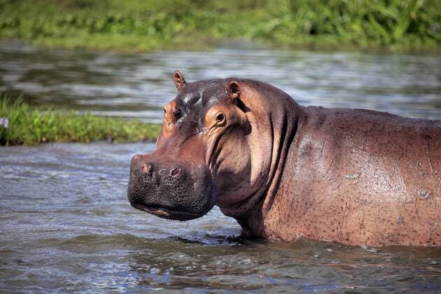 Flusspferd (Hippopotamus amphibius), Murchison Falls National Park, Uganda, Ostafrika iv_003_7550