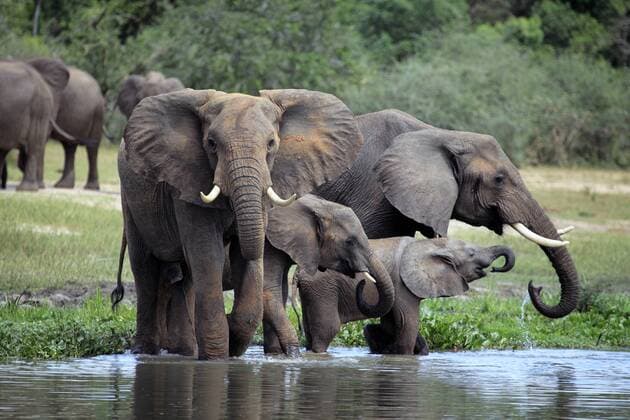 Afrikanischer Elefant (Loxodonta africana), Murchison Falls National Park, Uganda, Ostafrika iv_003_7566