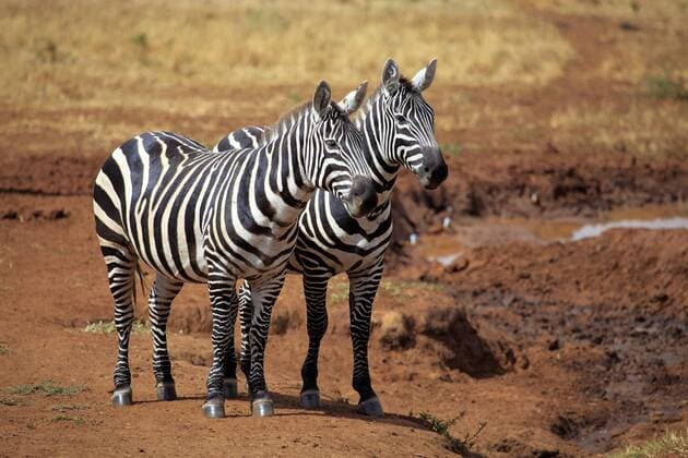 Zebra (Equs burchelli), Kidepo Nationalpark, Uganda, Ostafrika iv_003_7604
