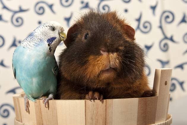  Blauer Wellensittich und US-Teddy-Meerschweinchen in einem kleinen Zuber iblpia02108226